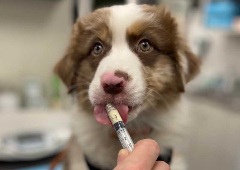 Carousel Slide 6: Low stress veterinary visits